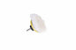 Dome Sponge Polishing Kit